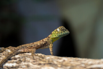 Naklejka na ściany i meble Lizard in tangkoko nature reserve