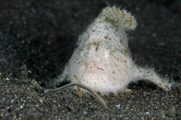 Whie hairy frogfish hunting for prey - Antennarius striatus