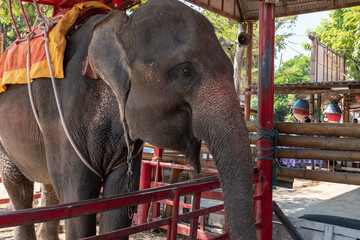 Fototapeta na wymiar Close up elephant in the zoo 