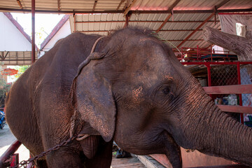 Close up elephant in the zoo 