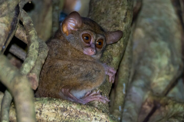 Spectral tarsier in the Tangkoko reserve in Sulawesi