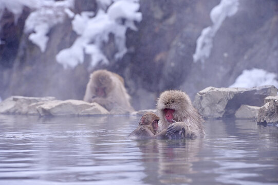 The snow monkeys soak in Japan.Japanese Snow Monkeys