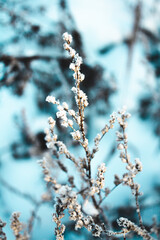 winter