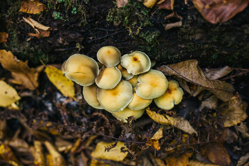Close-up picture of mushroom, A bright yellow mushroom that can be found thought out the year on fallen logs or stumps of deciduous trees.