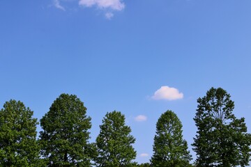 青空　春　樹木　風景