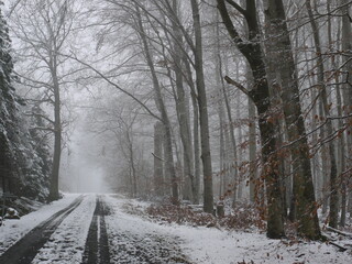 Weg im Winterwald