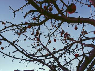 Apple tree on the blue sky background. Springtime, rural view, nature outside. Darkness is coming