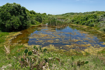 A small Pond at the Aransas national Wildlife Refuge in Texas.