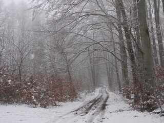 Nebeliger Waldweg