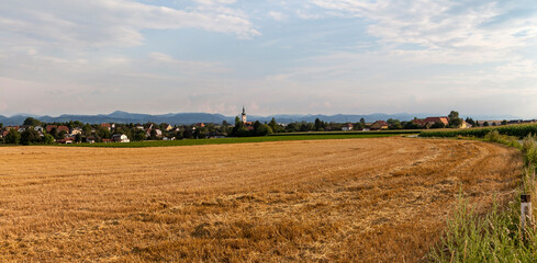 Fototapeta na wymiar Corn field in summer. Gerersdorf