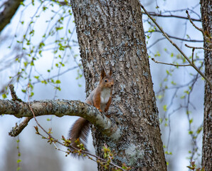 squirrel on tree