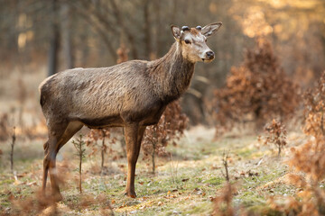 Naklejka na ściany i meble Red deer, cervus elaphus, stag with tiny new antlers growing standing on a glade in springtime forest. Horizontal composition of animal wildlife in natural environment with dry leaves.
