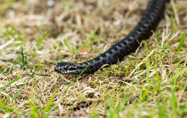 snake in grass