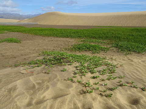 Green meadows of plants "Sesuvium portulacastrum" among the dunes in the Natural Park of Maspalomas. South of Gran Canaria Island. Spain. 