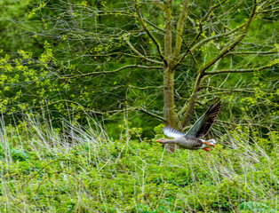 A female Mallard duck coming in to land on an English lake in springtime