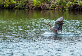 Obraz premium A female Mallard duck landing on an English lake in springtime