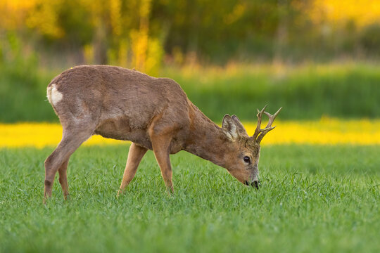 Roe deer, capreolus capreolus, buck with antlers grazing on meadow in spring nature at sunset. Animal wildlife feeding on a green field in countryside.