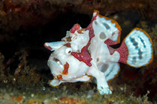 Juvenile warty clown frogfish -  Antennarius maculatus