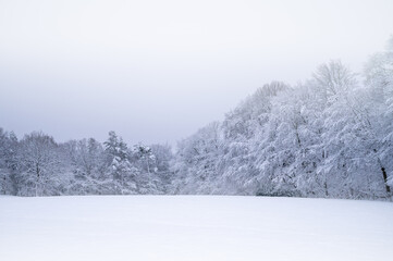 Eiskalte Winterlandschaft mit Schnee und einem Wald mit Nebel am Morgen