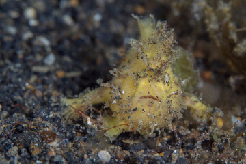 Juvenile shaggy frogfish - Antennarius hispidus