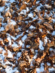 autumn leaves on the ground in snow