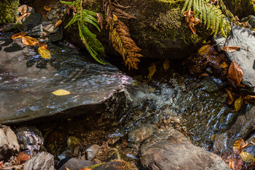 Forest waterfall on mossy stones. Mossy forest waterfall stream. Waterfall in mossy forest. Mossy waterfall view