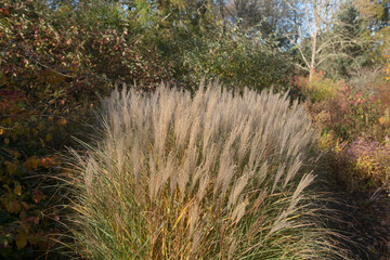 The Ornamental Eulalia or Maiden Silver Grass (Miscanthus sinensis) Growing in a Garden in Rural Devon, England, UK