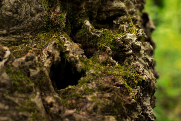 Lush green moss forest with old tree with moss. Defocused spring landscape. Beautiful nature, Closeup on moss in forest, soft focus, nature for wallpaper. Background.