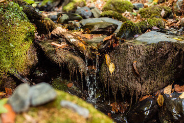 Forest waterfall on mossy stones. Mossy forest waterfall stream. Waterfall in mossy forest. Mossy waterfall view