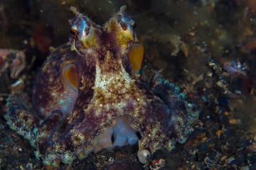 Coconut octopus - Amphioctopus marginatus