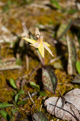 Spring blooming flower in forest