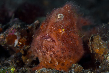 Close up detail portrait of hairy frogfish - Antennarius striatus