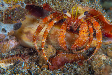 Colorful crab on coral reef in Malaysia