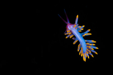 Purple and gold nudibranch swimming through the ocean © Mike Workman