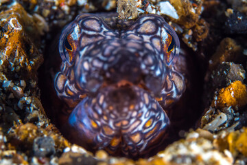  Napoleon snake eel - Ophichthus bonaparti