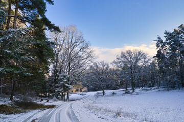 Im Wald - Sonnenstrahlen scheinen durch die Bäume im Abendrot - Energie auftanken in der Natur Landschaft