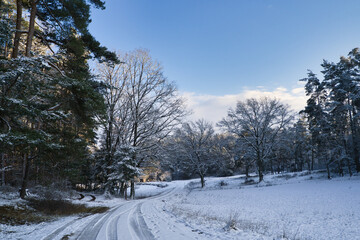 Fototapeta premium Im Wald - Sonnenstrahlen scheinen durch die Bäume im Abendrot - Energie auftanken in der Natur Landschaft
