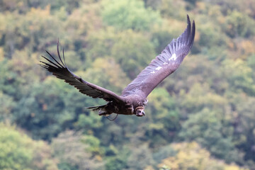 Ein fliegender Mönchsgeier in der Frontale vor dem Hintergrund Wald