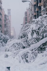 Fallen tree in Madrid with heavy snow and covered in snow due to historic snow storm Filomena with cars ander the trees.