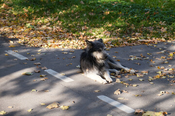 Old shaggy dog lying at the side of the road asphalt road. Autumn.