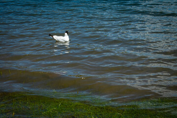 Villa Pehuenia - Neuquén - Argentina