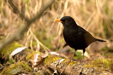 Blacbird Turdus merula sits on branch. Looking for bugs Fully spring