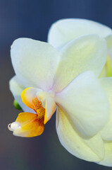 Fototapeta premium white, yellow phalaenopsis orchid with dewdrop, macro, closeup, on dark background, vertical