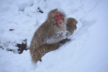 Japanese monkey in Jigokudani Monkey Park in Nagano Prefecture, Japan

