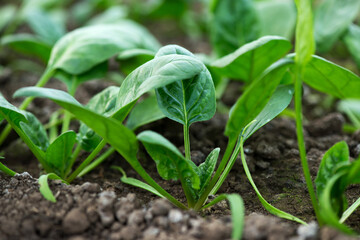 Young fresh organic spinach plants  in a greenhouse - selective focus