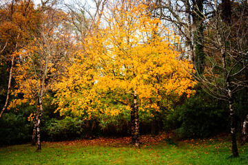 Fototapeta na wymiar Autumn yellow maple tree on vivid colors forest background