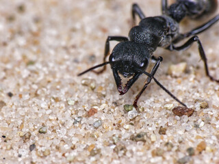 Königin einer australischen Bullant