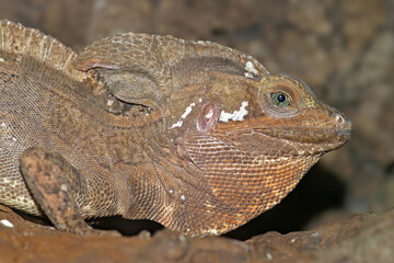 Hernandez’s Helmeted Basilisk ( Corytophanes hernandesii ) occurs at lower elevations  Atlantic versant from Mexico to Hondurasµ