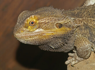 Close up of the head of a bearded dragon , Pogona viticeps