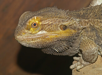 Close up of the head of a bearded dragon , Pogona viticeps
